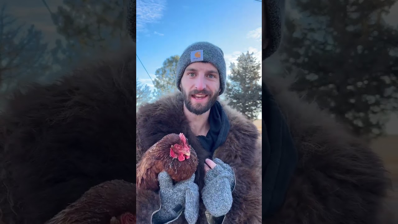 Курица без головы?!