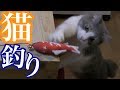 魚型の玩具で猫を釣る！