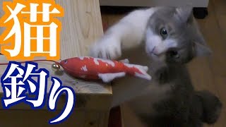 魚型の玩具で猫を釣る！