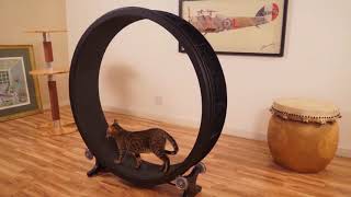 Cool Toys For Your Cats On Amazon Pet Products 2019