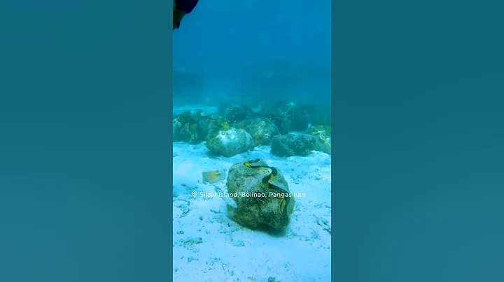 Catch a glimpse of Bolinao’s giant clams | #LovethePhilippines