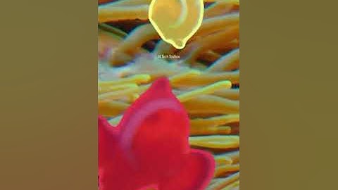 Meta Unveils SAM 2: Revolutionary Real-Time Object Segmentation at SIGGRAPH.