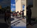 🧲 43º Exposição Nacional do Cavalo Mangalarga Marchador