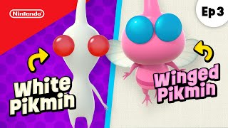 Finding White and Winged Pikmin 🔍😲 Pikmin 4 Adventure Ep 3 | @playnintendo by Play Nintendo 93,782 views 3 months ago 5 minutes, 23 seconds