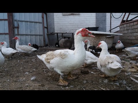 Видео: Какое определение для duck?