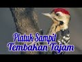 Masteran Burung Pelatuk Beras Jeda Mp3 - Mp4 Download