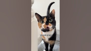 Why Calico Cats Feel Magical ✨🐾