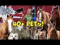 Feeding ALL My Pets in One Video! (UPDATED ROUTINE)