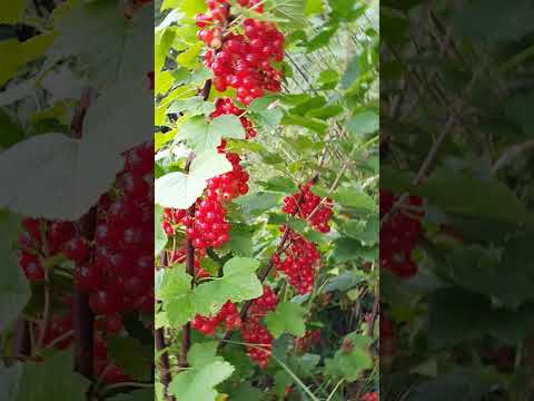 Video: Rode Aalbessen Planten