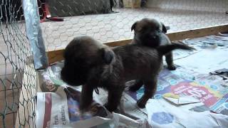 hundehvalpe terrier cairn