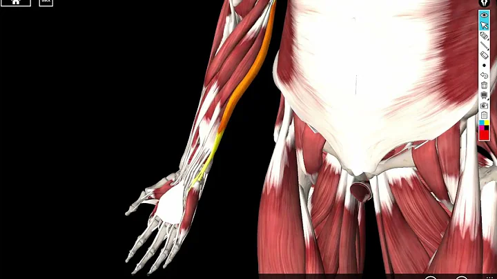 Muscles of the arm (limited)