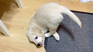 Сute puppy playing with his tail / Golden Retriever Ozzy by Happy Life With Golden 2,205 views 2 months ago 42 seconds