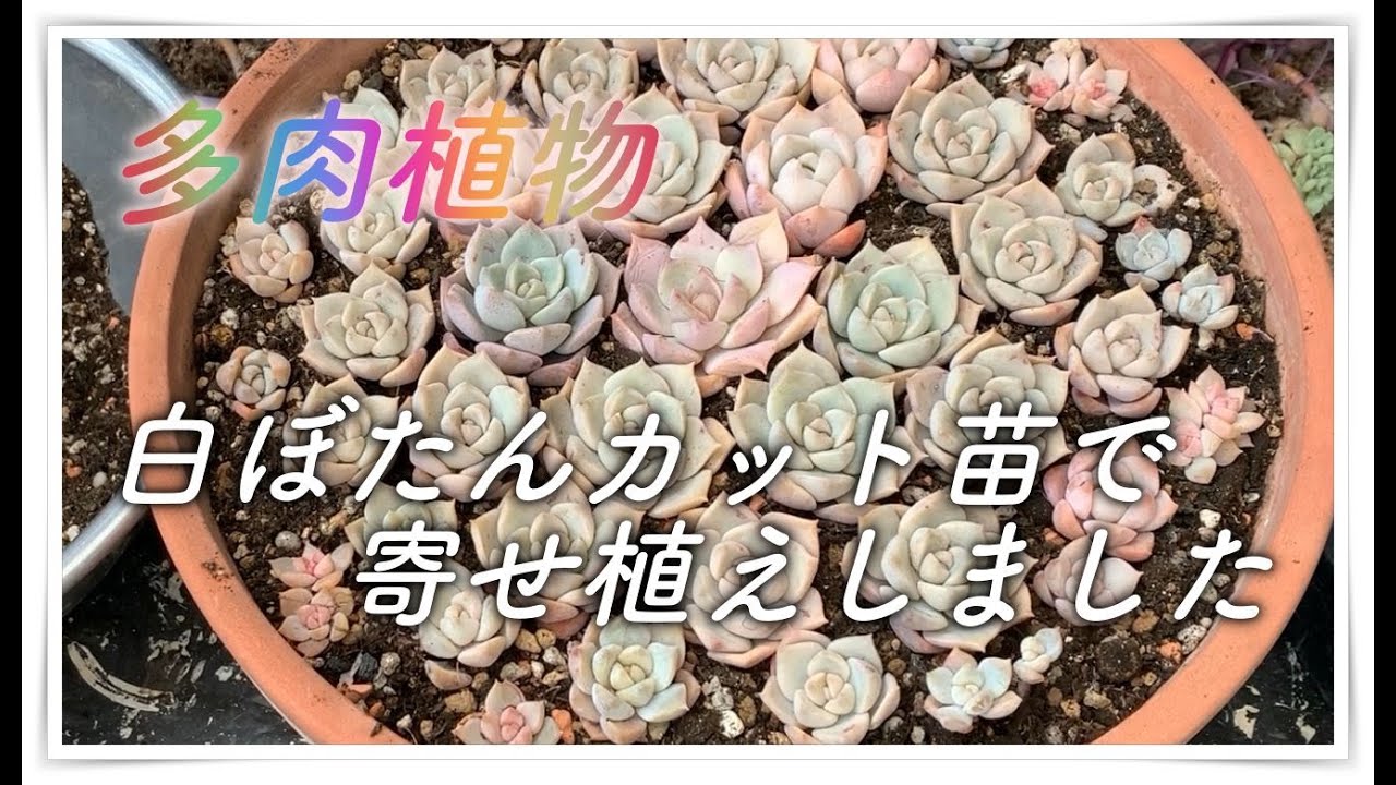 多肉 02 多肉植物 白牡丹丼 Youtube
