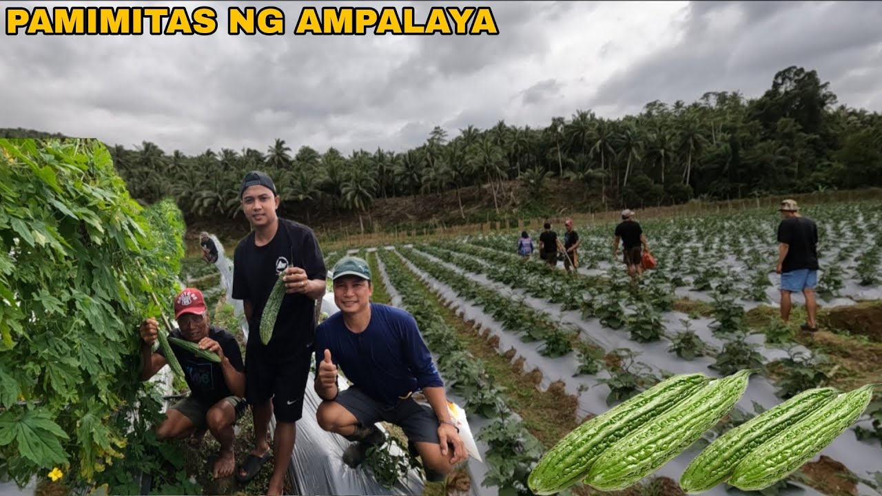 PAGBISITA SA HALAMAN NI UTOL NAKAKAINSPIRE SA GANDA TAGKAWAYAN QUEZON 
