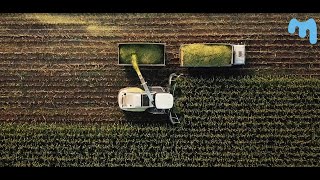 Заготовка кукурузного силоса 2020