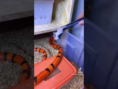 Video: I serpenti vipera mangiano?