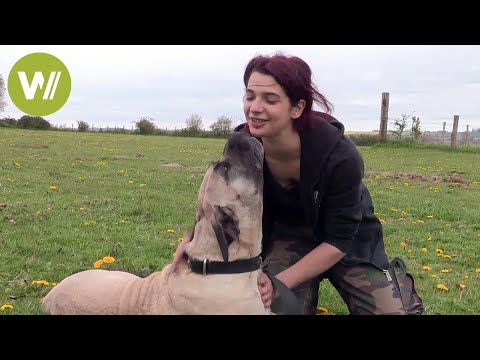 Vidéo: Adorable Rescue Pup Obtient Du Travail Dans Un Magasin D'artisanat, Vit Vraiment Après