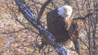 Decorah North Nest | Closer look at the male and nestorations ~ 11-09-2018