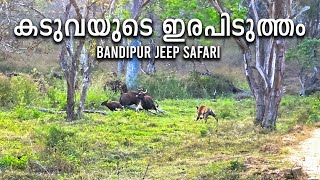 കടുവയുടെ ഇരപിടിത്തം . Bandipur Tiger Reserve . Tiger Vs Wild Gaur