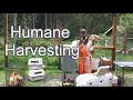 Backyard Harvest Setup |  Humane Chicken Harvesting Guide