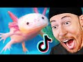 World's Funniest Axolotl Tik Toks