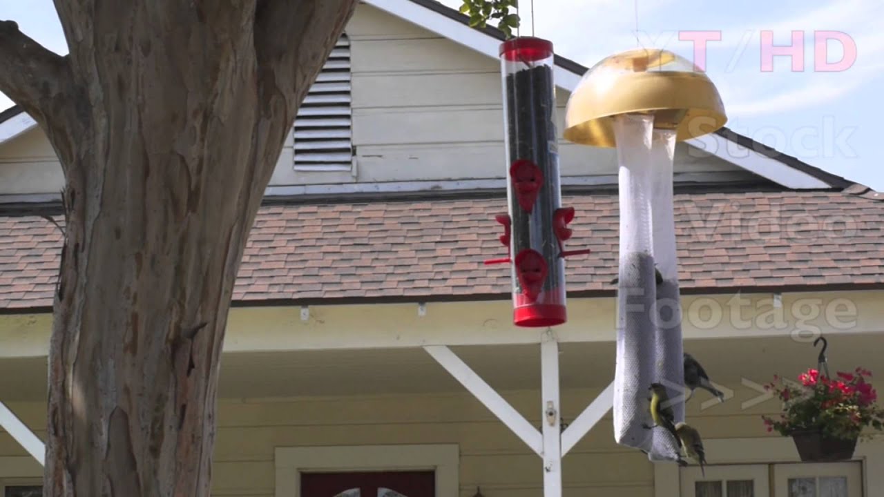 Squirrel Proof Bird Feeder Hanging On Tree W Small Birds Eating