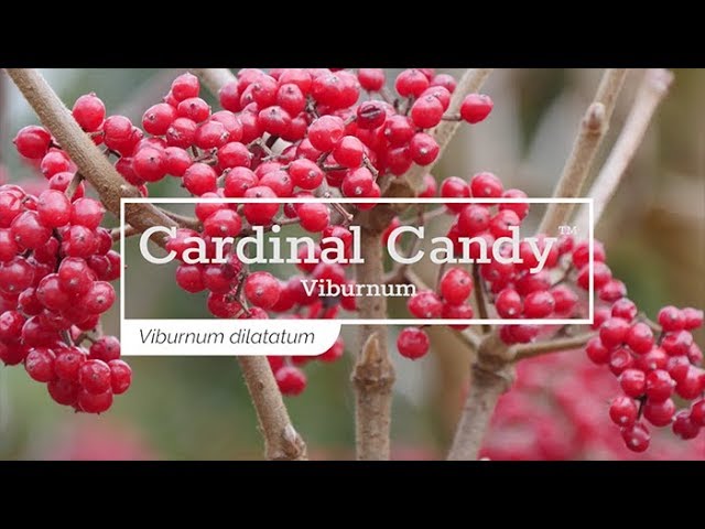 Cardinal Mints Cardinal Candy Viburnum Edible