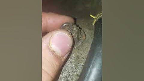 73-87 chevy truck steering box adjustment