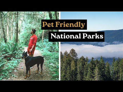 Video: The Most Dog-Friendly National Parks sa U.S