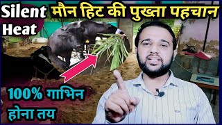 Silent Heat/मौन हीट की पुख्ता पहचान||गाभिन होना तय/Silent Heat in Cow Buffalo