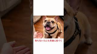 フレブルの魅力満載！可愛すぎるフレブルあるある５選