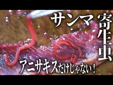 秋刀魚 サンマ の寄生虫はアニサキスだけじゃない 腹ワタ肝醤油 Youtube