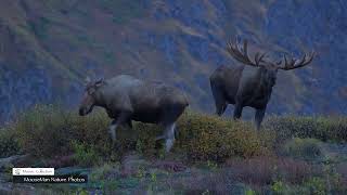 This Huge Bull Moose Fought His Way to the Top #moosetape