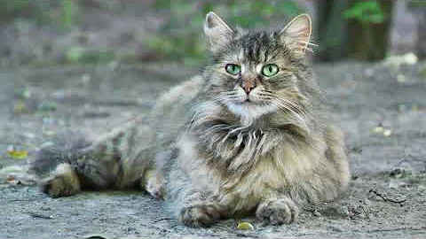 Video 10963511: siberian cat breed, cutest siberian, cutecat