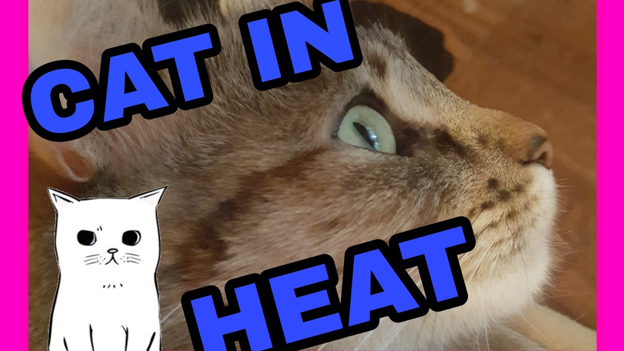 CAT IN HEAT!! YouTube