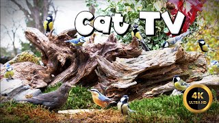 Cat TV for Cats to Watch 🐈 - TITMICE EVERYWHERE 🐦‍⬛ (4K) by Birdies Buddies 2,580 views 1 month ago 8 hours, 1 minute