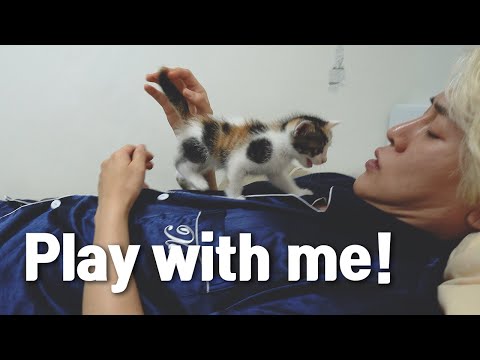 The Kitten <strong>Keeps</strong> Begging me to <strong>Play</strong> with her