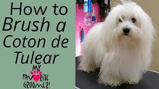 How to Brush a Coton de Tulear