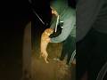 Baby #shorts #shortvideo #dog #sriniventure #videos #viralvideo