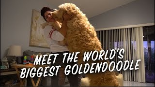 largest goldendoodle