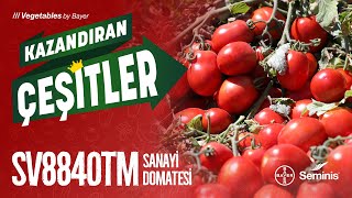 Kazandıran Çeşitler: SV8840TM Sanayi Domatesi