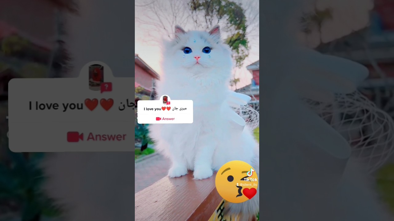 cats ringworm catsancatlitter YouTube