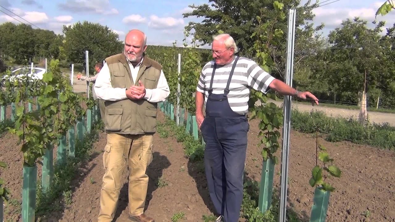 Velké Pavlovice - rozhovor s vinohradníkem Františkem Dostoupilem