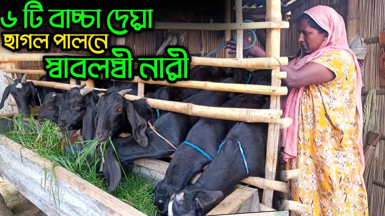 ৬ টি বাচ্চা দেয়া দেশী ছাগল পালন করে স্বাবলম্বী নারী।। Goat Farming। Agro Tips