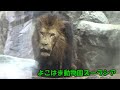 【よこはま動物園ズーラシア】ライオンのシドウとソラ
