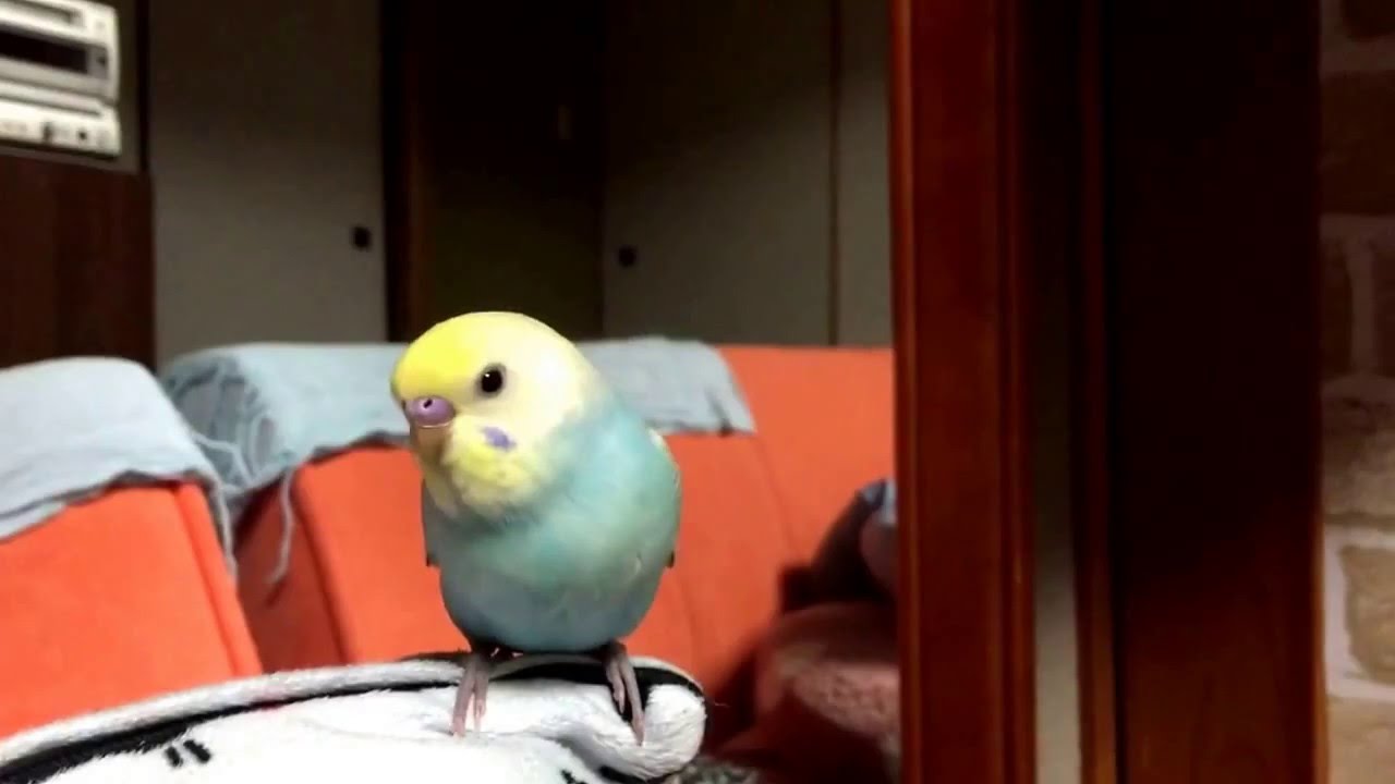 ギョリギョリした後クシャミするインコ Youtube