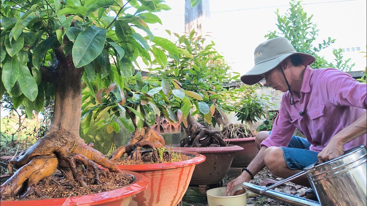 Cách tưới dưỡng này ít ai biết 21/9ÂL! giúp cây mai phôi ra rễ cực nhanh nhiều và mạnh cây.