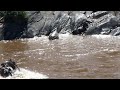 Hippo bites through a zebra crossing the Mara river