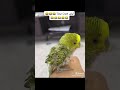 صار بيتزا ههههههه شوف حتى أخر