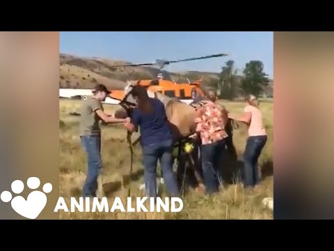 Horse dangles from helicopter during daring rescue | Animalkind